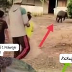 Dugaan Hewan Satwa Langkah di Sumatera Jadi Korban Mutilasi di Kabupaten Mesuji